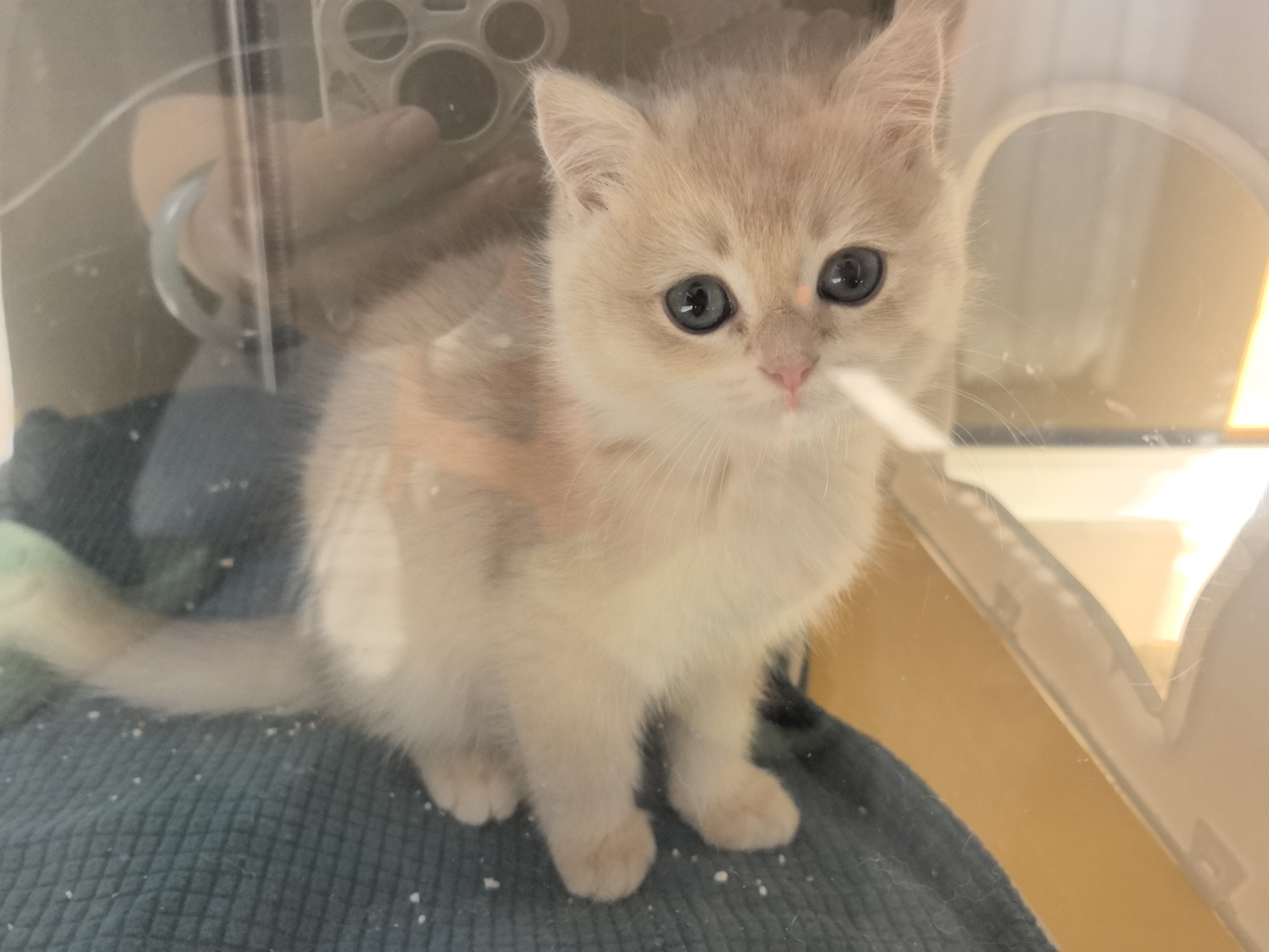 纯种蓝金小猫，有防疫证，驱虫已做，已经打完两针，性格好，大眼睛，健康无癣